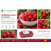 red berries red berries