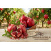 Pomegranates